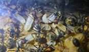 Camponotus singularis Larven.jpg