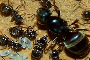 Lasius niger.jpg