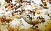 Camponotus nicobarensis untersuchen frische Mehlkäferlarve