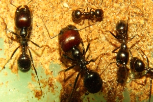 Messor barbarus.jpg