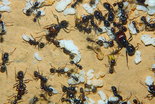 Messor barbarus Nest_5.jpg