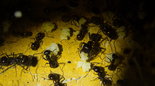 Messor barbarus _16.jpg