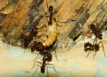 Aphaenogaster texana.jpg