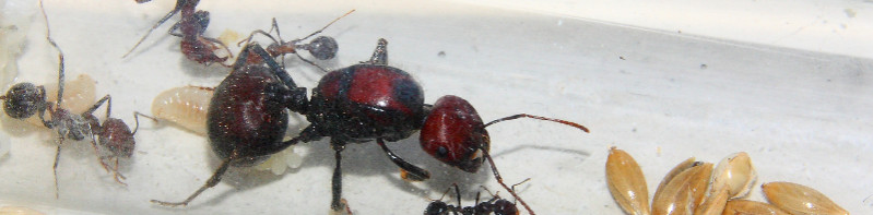 Messor cephalotes.jpg