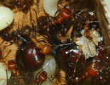 messor cephalotes Eier.jpg