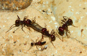 Messor cephalotes Major_4.jpg