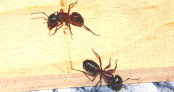 Camponotus ligniperda.jpg