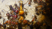 Messor cephalotes _1.jpg