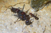 Messor cephalotes mit Fliege _2.jpg