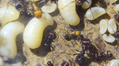 Messor cephalotes Larven.jpg