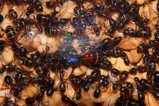 Camponotus ligniperda 21.04.2019_1
