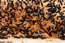 Camponotus ligniperda 21.04.2019_3