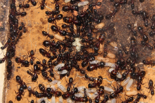 Camponotus ligniperda 21.04.2019_5