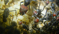 Camponotus singularis Eierpulks_2