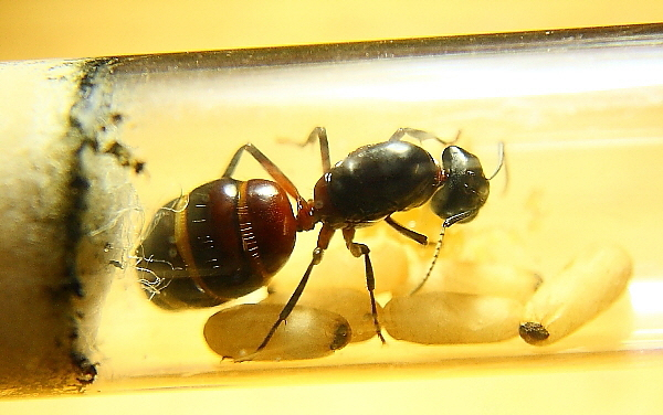 Camponotus-ligniperdus-Gr-nderk-nigin