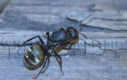 Camponotus sericeus