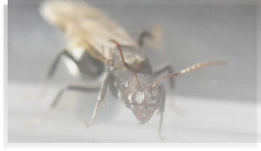 Camponotus sericeus Ameisenhaltungabericht