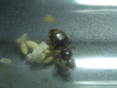 Lasius niger kleines Volk