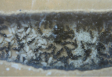 Lasius niger Entwicklungsüberblick