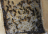 Lasius niger Larven im Nest