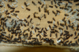 Lasius niger Larven im Nest