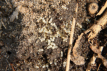 Lasius niger Naturnest