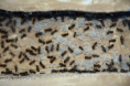 Lasius niger Nesteinblick