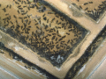 Lasius niger Nesteinblick