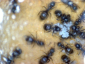 Lasius niger mit Eierpulks