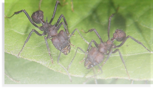 Acromyrmex spec.  Ameisenhaltung Ameisenbericht