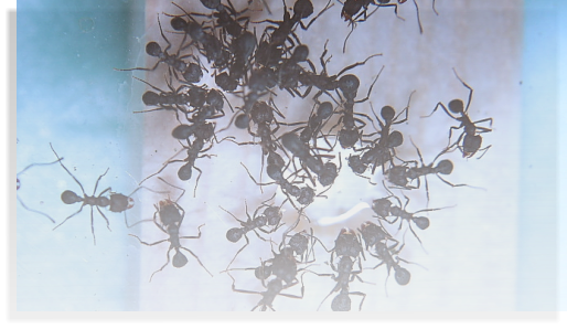 Acromyrmex spec.  Ameisenhaltung Ameisenbericht