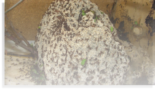 Acromyrmex spec. Ameisenhaltung Ameisenberichte