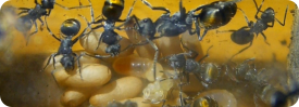 Polyrhachis vermiculosa Ameisenhaltungsbericht