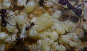 Messor cephalotes Puppen.jpg