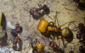 Messor cephalotes 13.04.2021_8.jpg