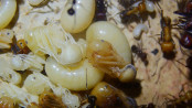 Messor cephalotes Brut _1.jpg
