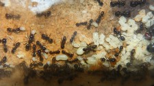 Messor barbarus 19.05.2017_1.jpg