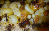 Messor cephalotes Brut _4.jpg