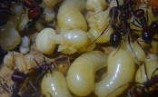 Messor cephalotes Königinnenpuppe _5.jpg