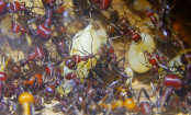 Messor cephalotes Königinnenpuppe _3.jpg