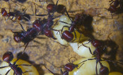 Messor cephalotes Königinnenpuppe _4.jpg