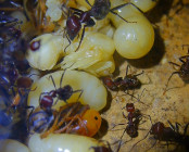 Messor cephalotes Königinnenpuppe _1.jpg