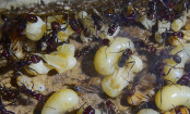 Messor cephalotes Königinnenpuppe _2.jpg