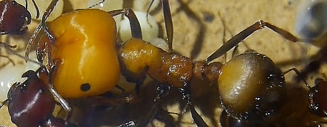 Messor cephalotes junge Majorarbeiterin.jpg