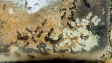 Messor barbarus 19.05.2017_3.jpg