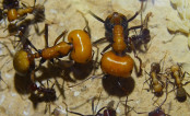 Messor cephalotes Majorarbeiterinnen_1.jpg