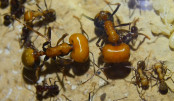 Messor cephalotes Majorarbeiterinnen_2.jpg