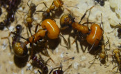 Messor cephalotes Majorarbeiterinnen_3.jpg