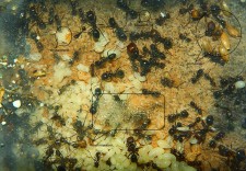 Messor barbarus Nest.jpg