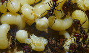 Messor cephalotes Königinnenpuppe _1.jpg